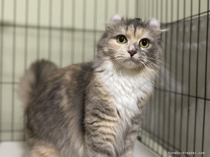 アメリカンカール【・女の子・2023年4月11日・ダイリュートキャリコ】