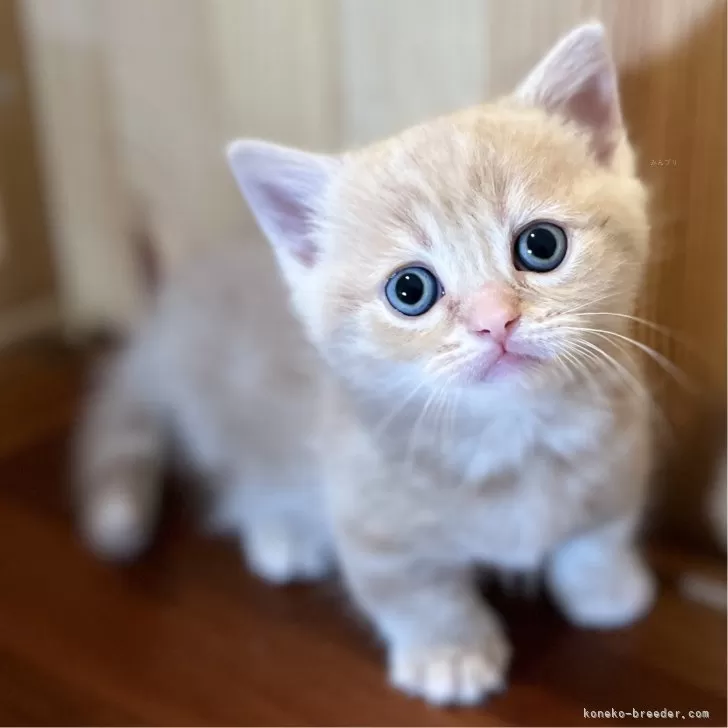 マキ 様のお迎えした子猫