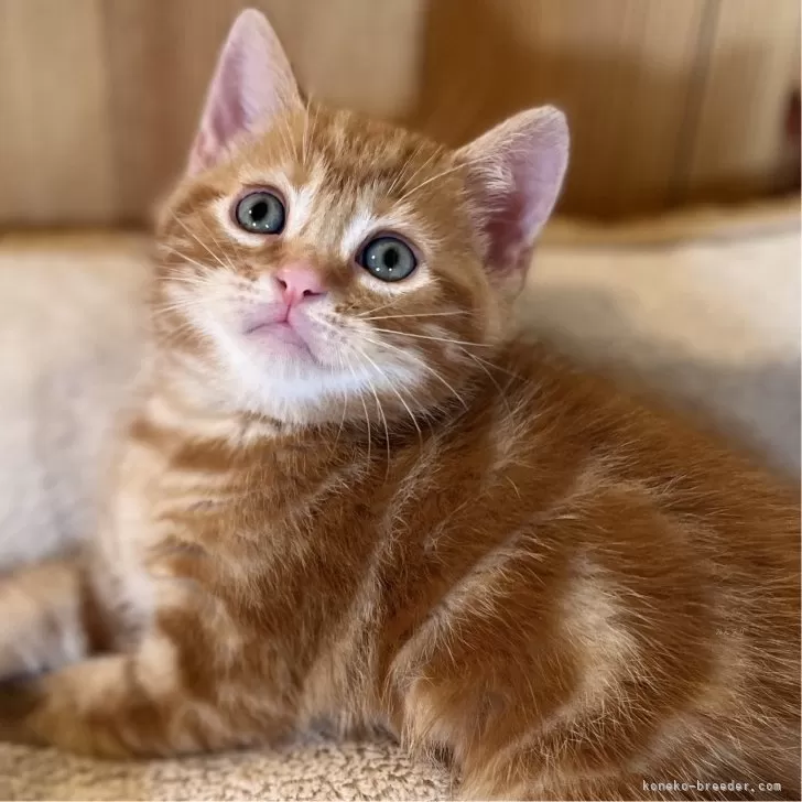 ID:2411-01858の子猫