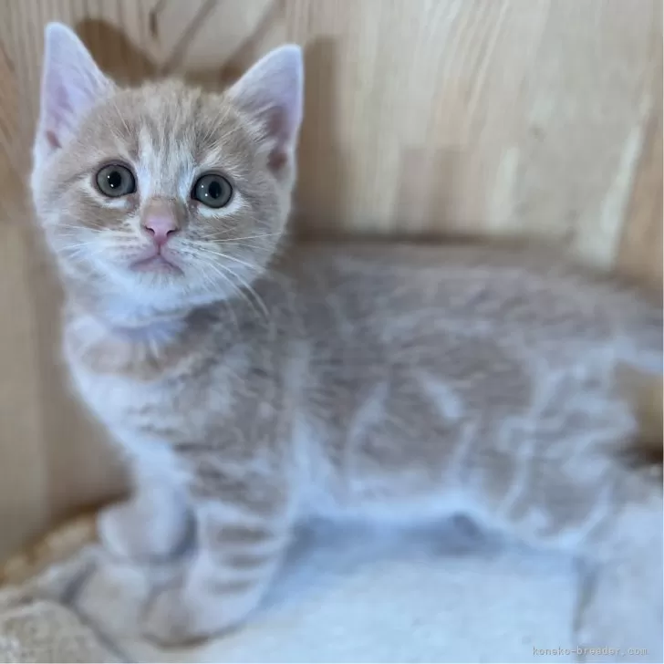 けいすけ 様のお迎えした子猫