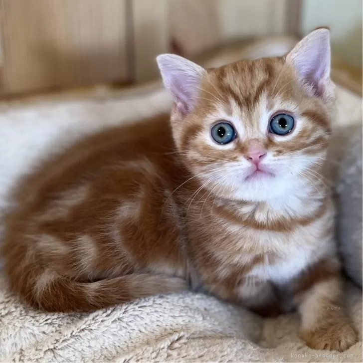 ID:2401-02254の子猫