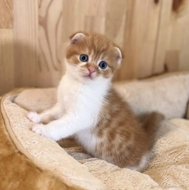 ID：2311-01600の子猫