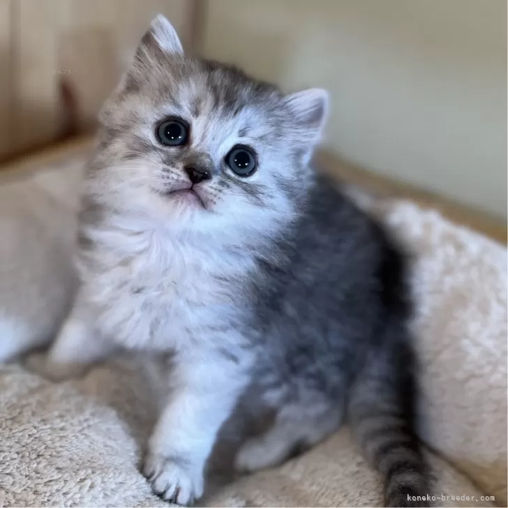 ID：2408-01784の子猫