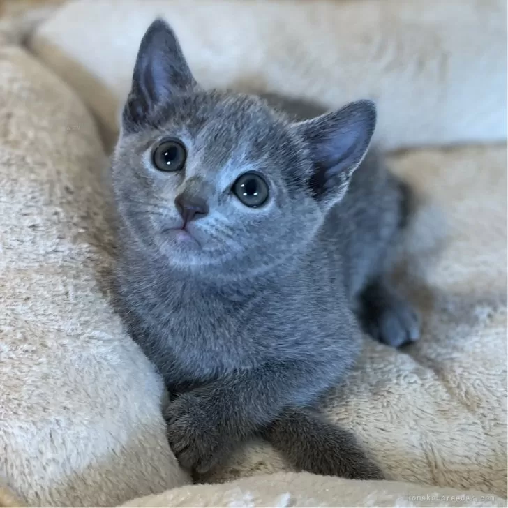 ジェイ 様のお迎えした子猫