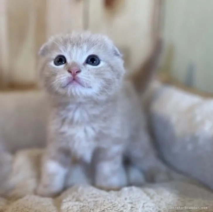 ID：2305-00843の子猫