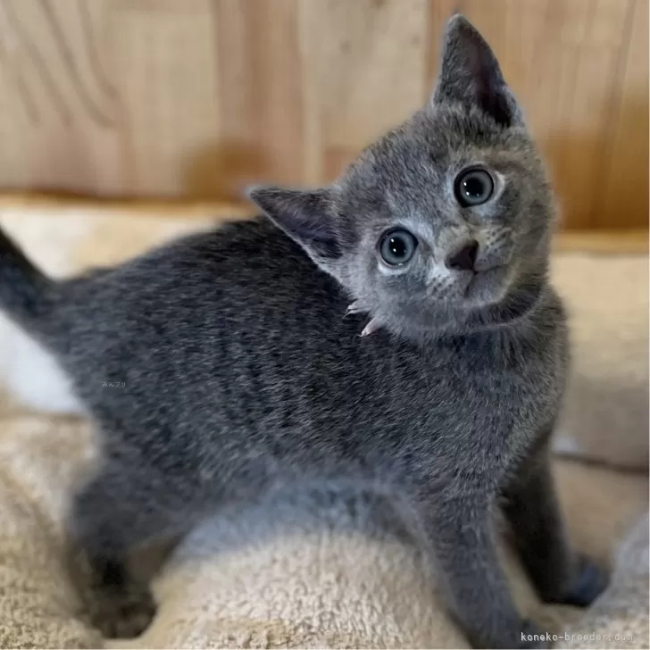 ヤエ 様のお迎えした子猫