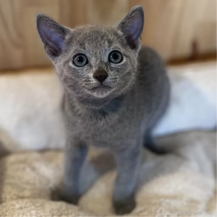 ID:2409-01657の子猫