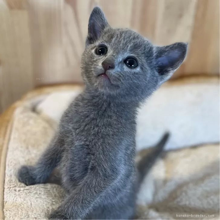 N.S 様のお迎えした子猫