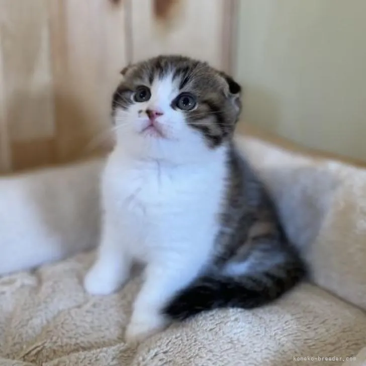ID：2301-01445の子猫