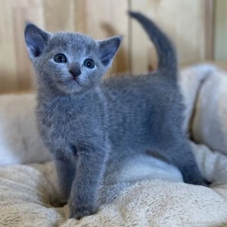 ID:2305-02266の子猫