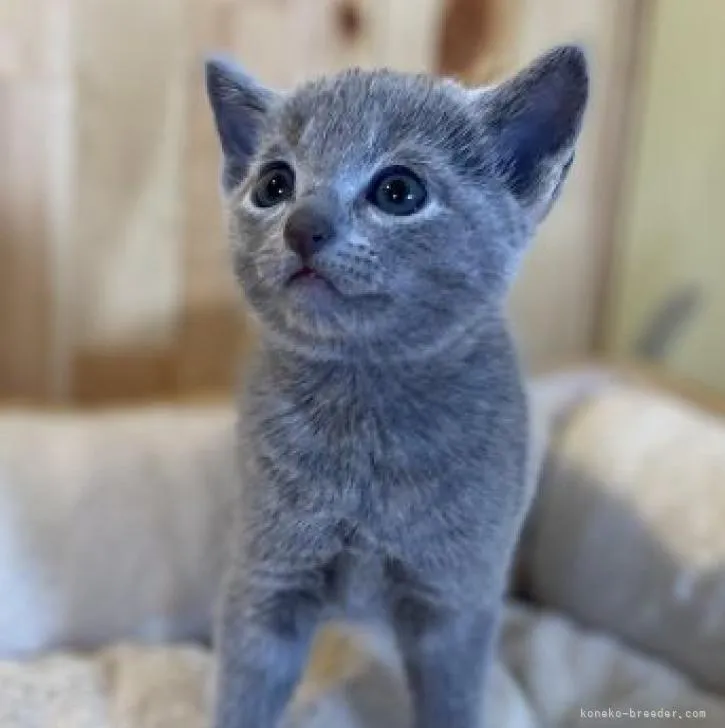 ID:2210-01220の子猫