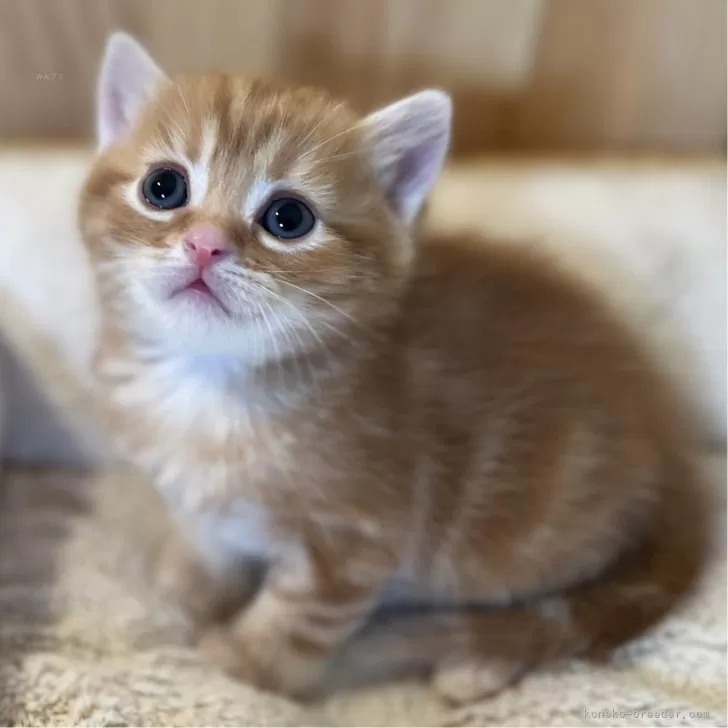 ID:2404-00059の子猫