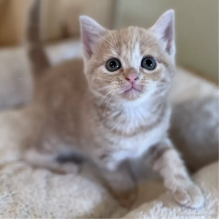 ＹＵ_mama 様のお迎えした子猫