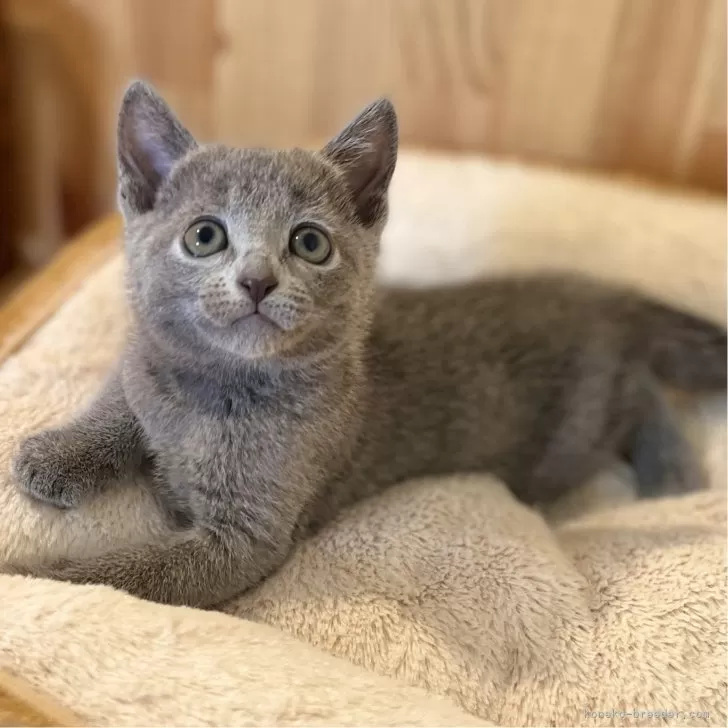 ID：2409-01526の子猫