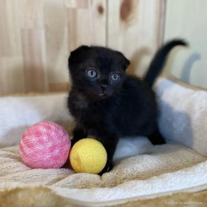 ID:2302-00112の子猫