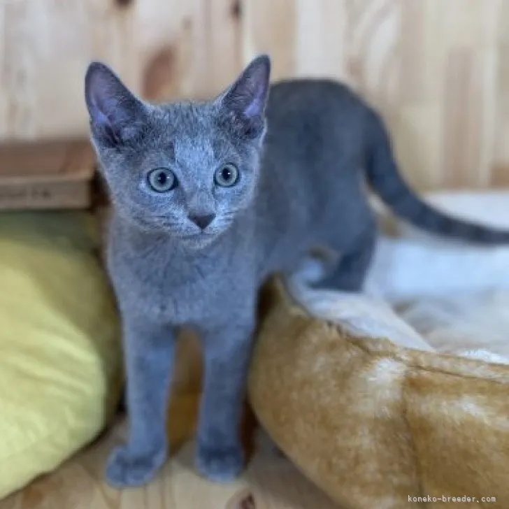 RRR 様のお迎えした子猫