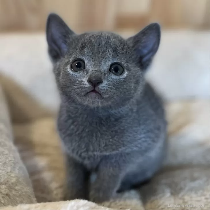 ID:2405-01928の子猫