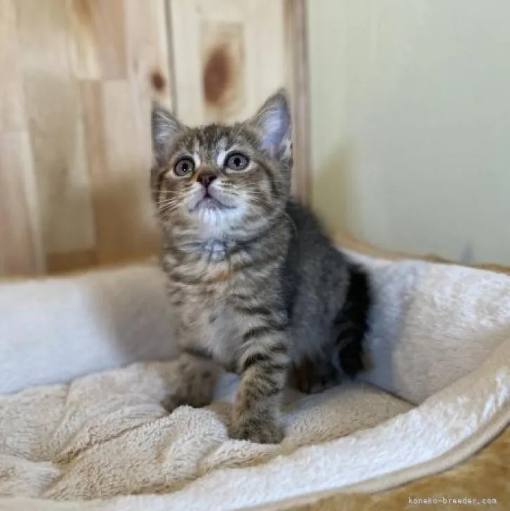 ID：2302-00117の子猫