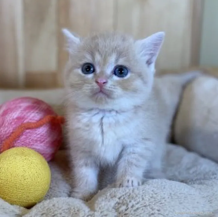 ID：2307-02034の子猫