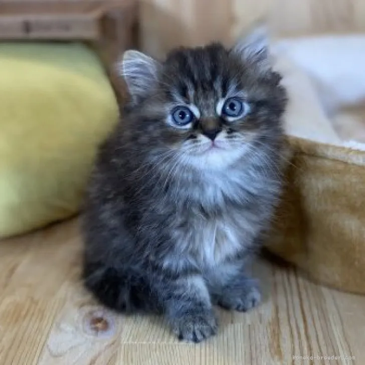 ID:2306-02992の子猫