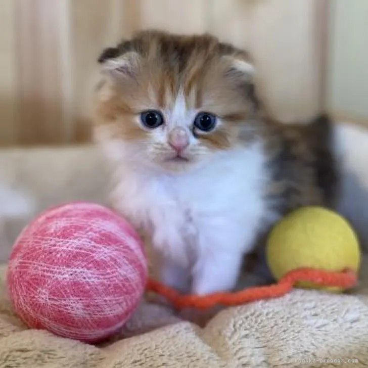 ID:2211-00091の子猫