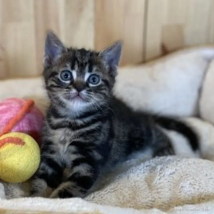 ID：2304-01271の子猫