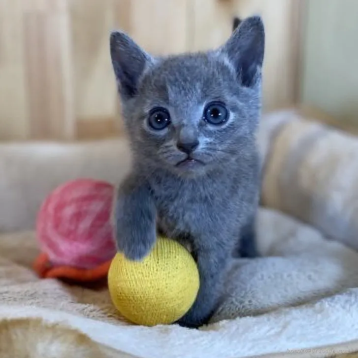 ID:2306-02531の子猫
