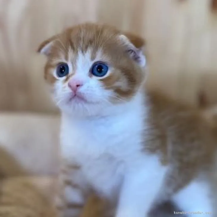 ID:2208-02702の子猫