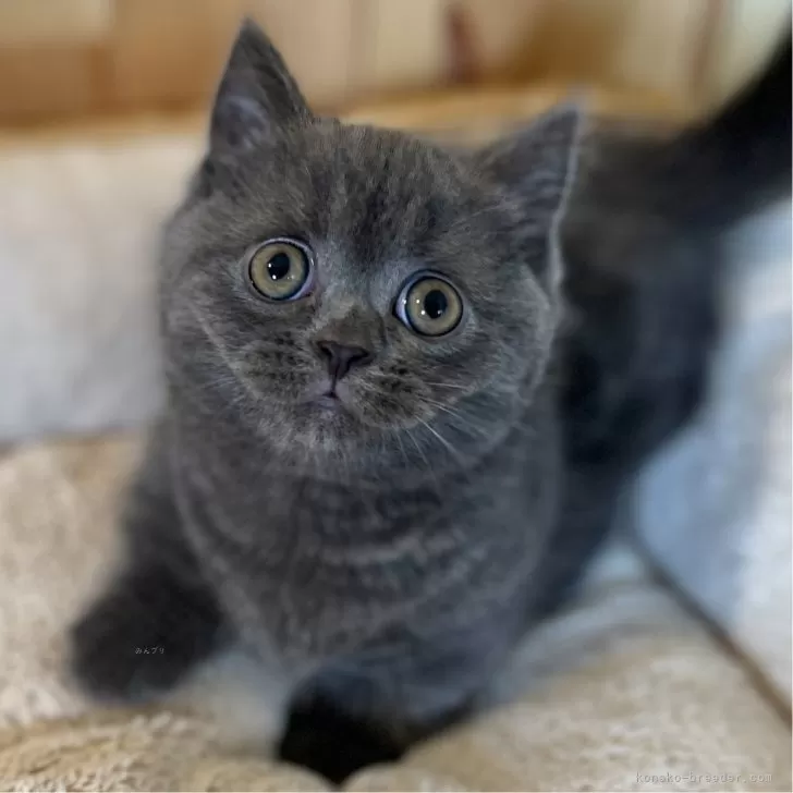 ID:2406-01776の子猫