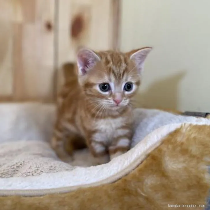 ID:2303-00320の子猫