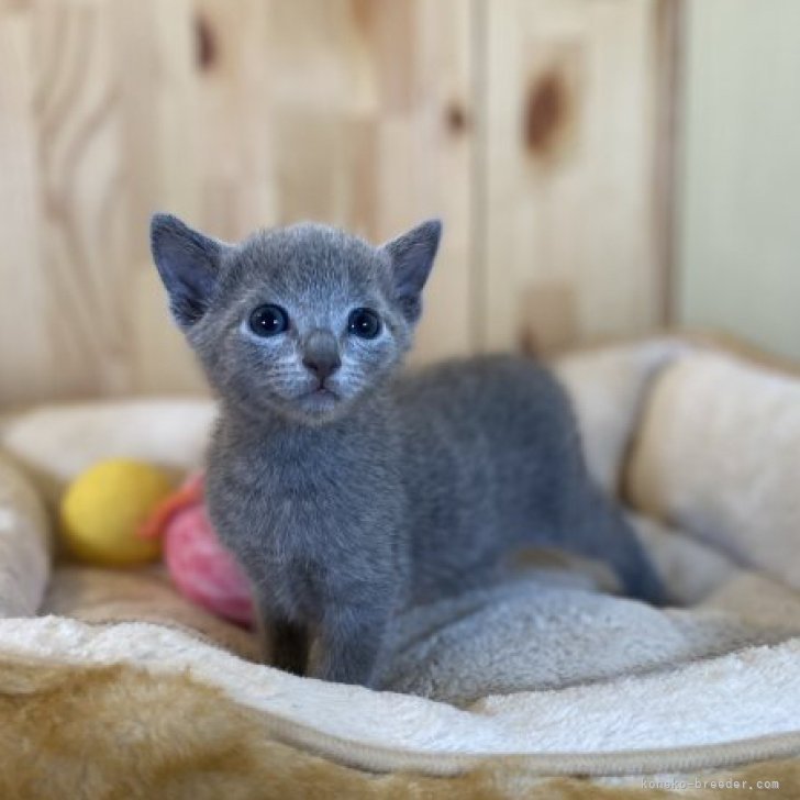 YS 様のお迎えした子猫