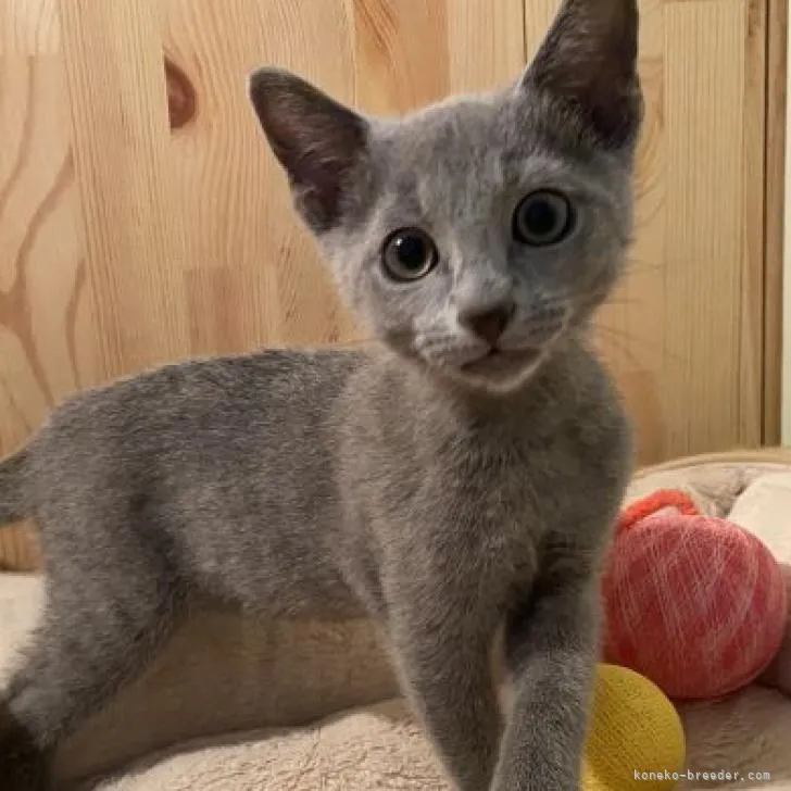 ID:2207-02304の子猫