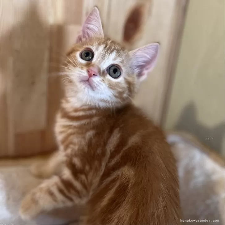 ID:2408-01041の子猫