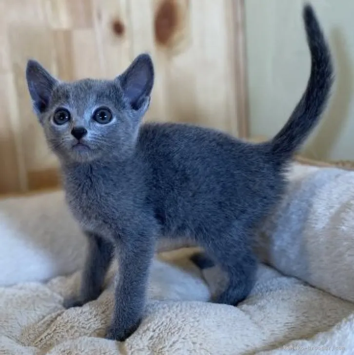 ID:2307-00902の子猫