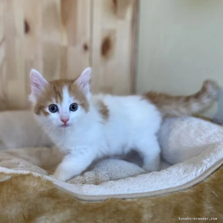 ID:2301-00744の子猫