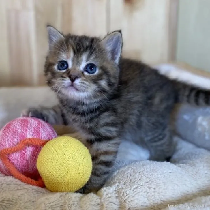 ID：2306-00680の子猫