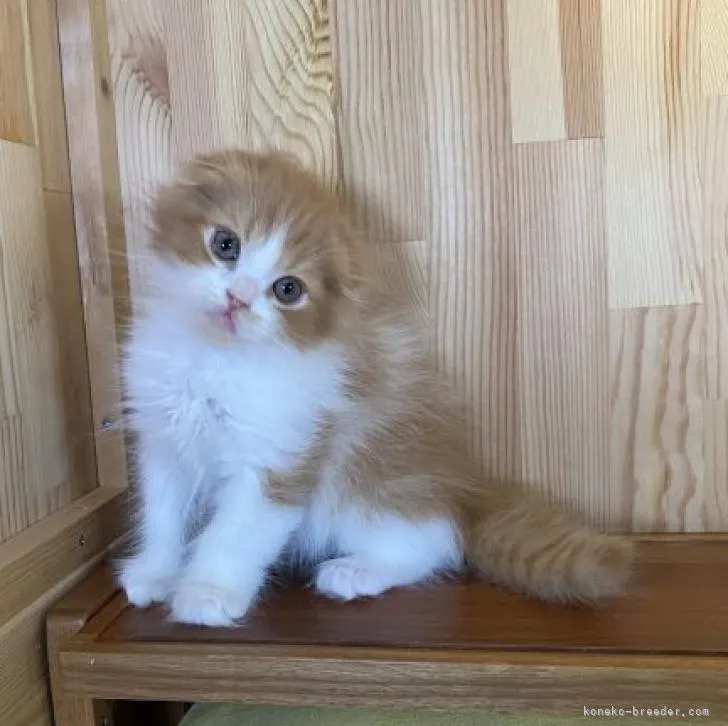 ID:2303-00741の子猫