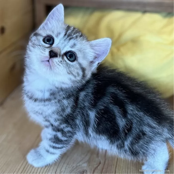 ID:2408-02647の子猫