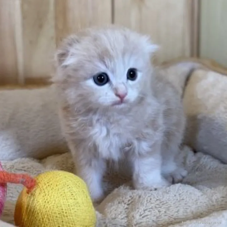 ID：2305-00849の子猫