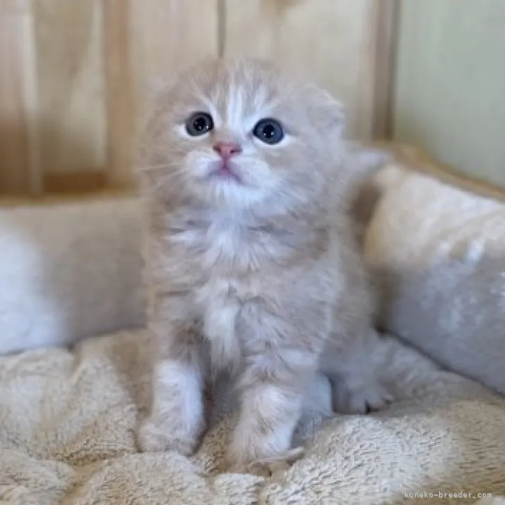 ID:2305-00845の子猫