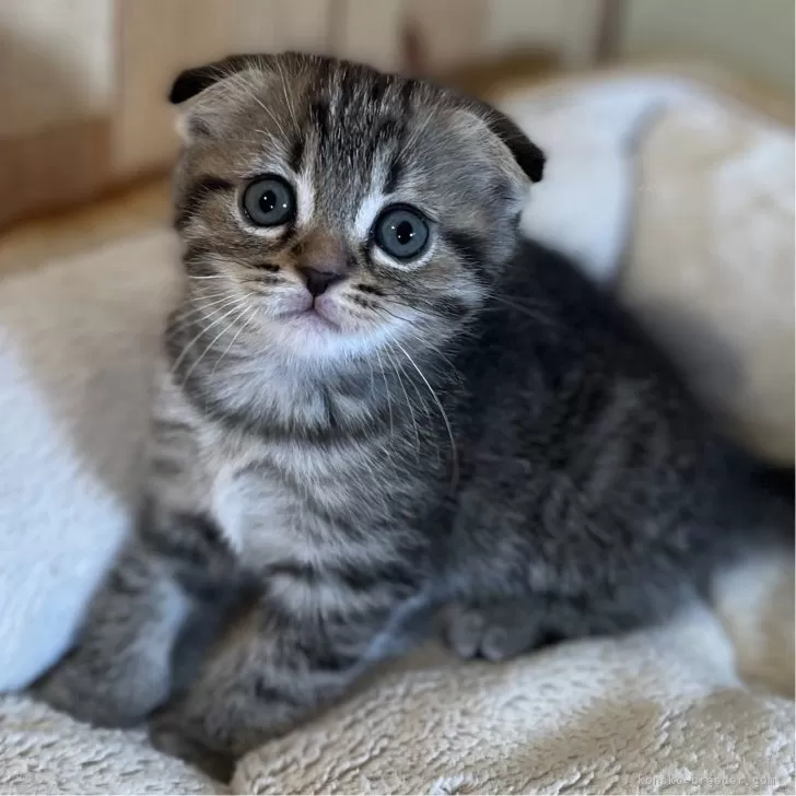 ID：2405-02759の子猫