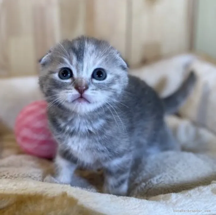 ID：2305-00853の子猫