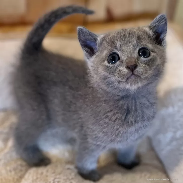 ID：2401-00838の子猫