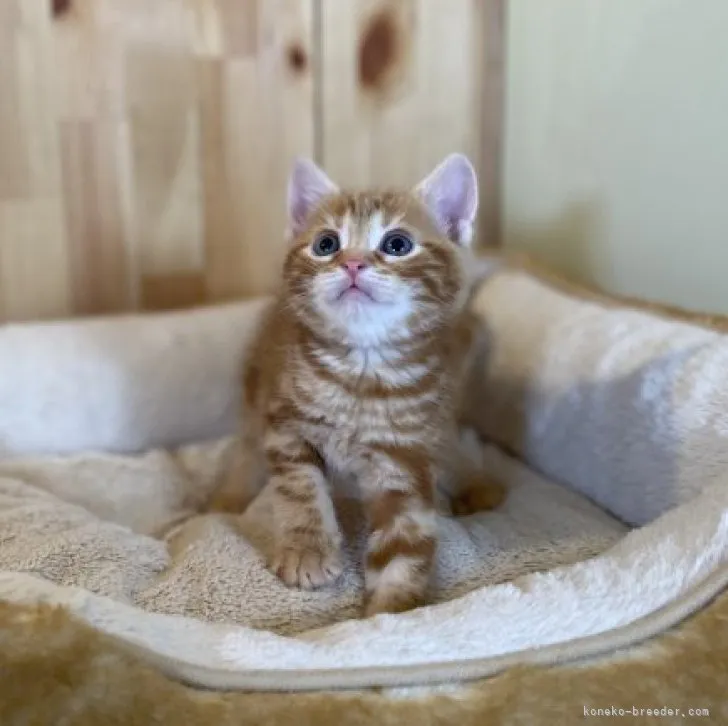 ID：2303-02066の子猫