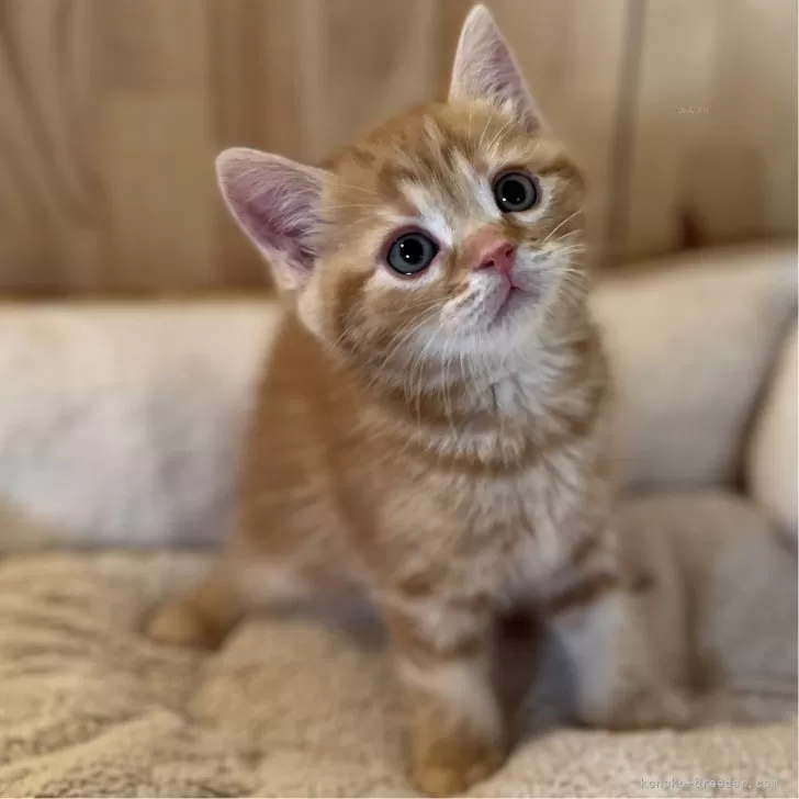 ID:2404-00062の子猫