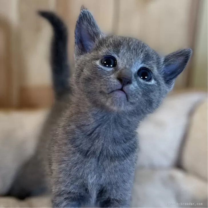 ID:2412-00356の子猫