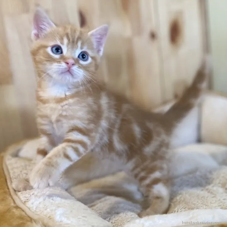 ID：2311-00898の子猫