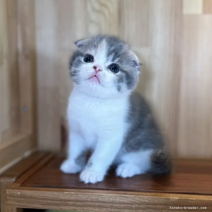 ID：2311-01602の子猫