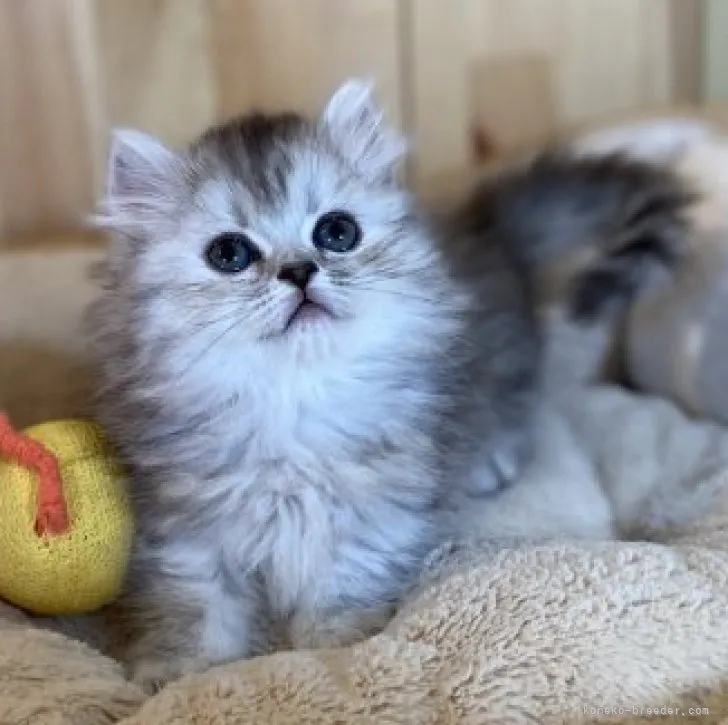 ID:2305-02815の子猫