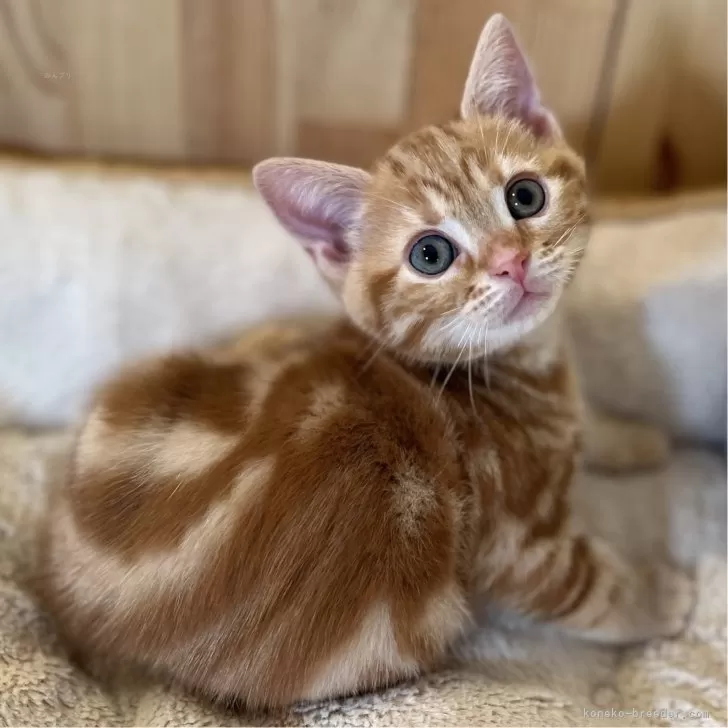 ID:2402-01236の子猫